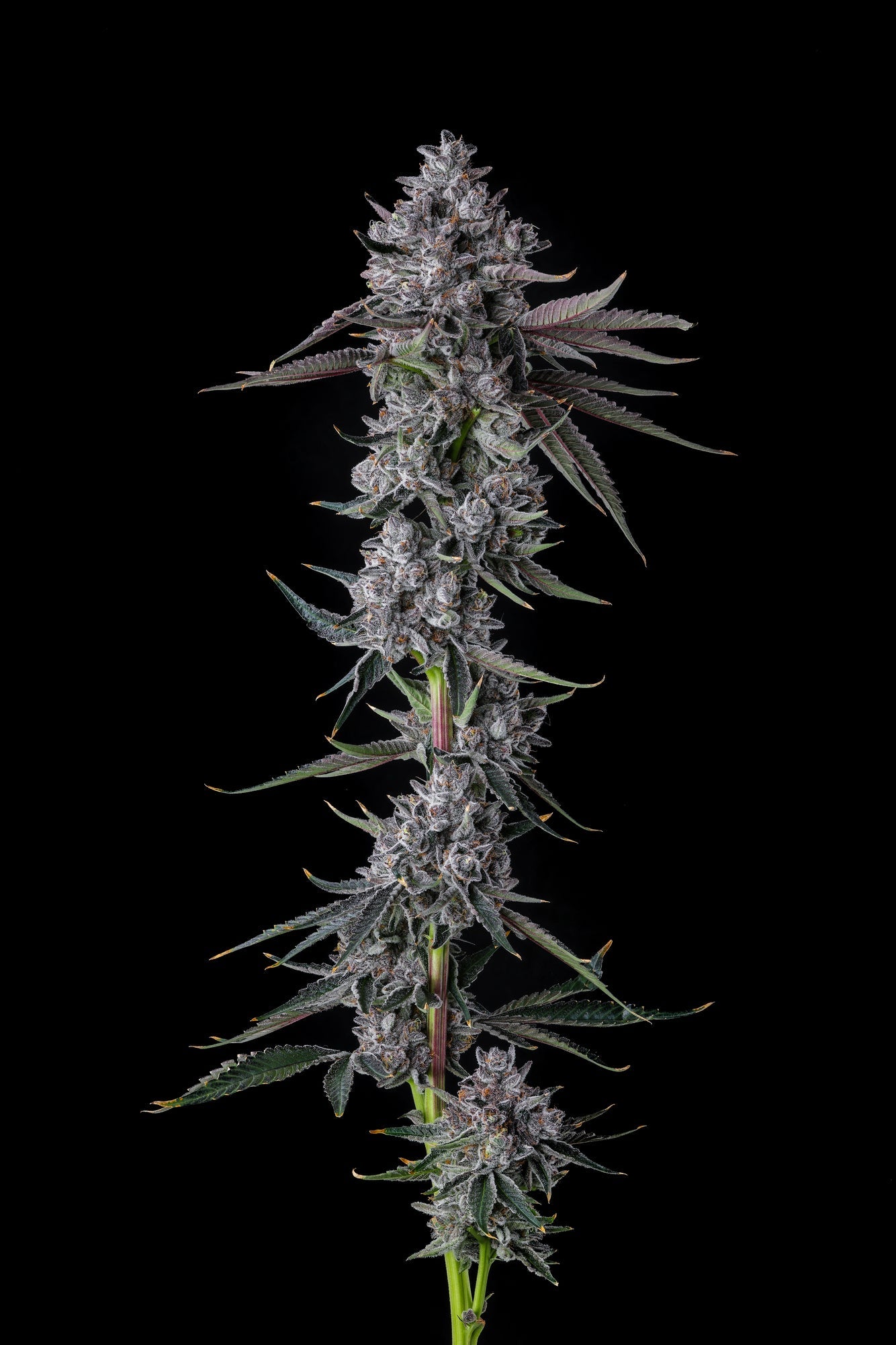 CHROME DOME (LEMONHEADZ X EYE CANDY) FEM