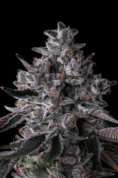 CHROME DOME (LEMONHEADZ X EYE CANDY) FEM