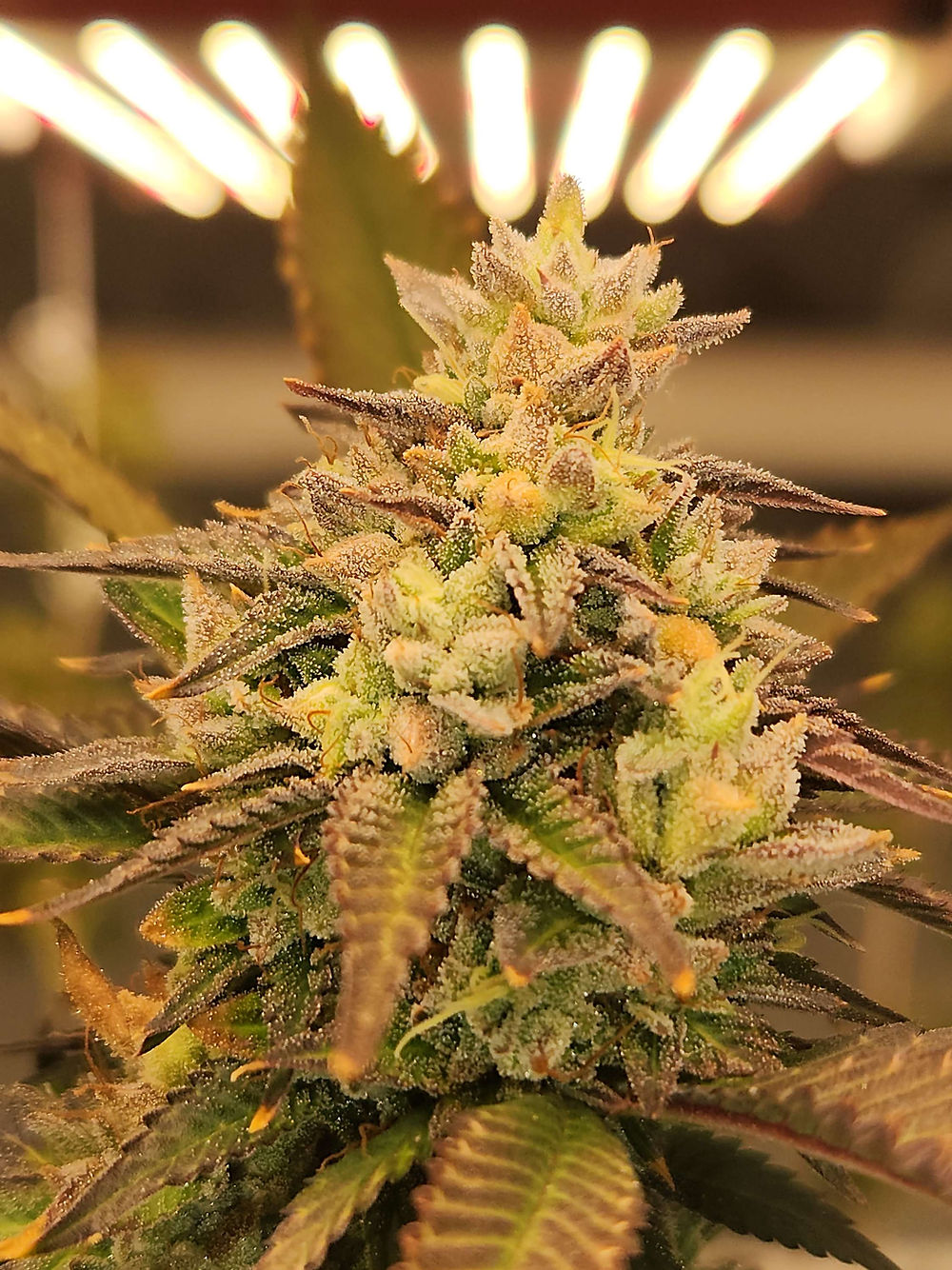 Chunky chews strain seeds first principle genetics