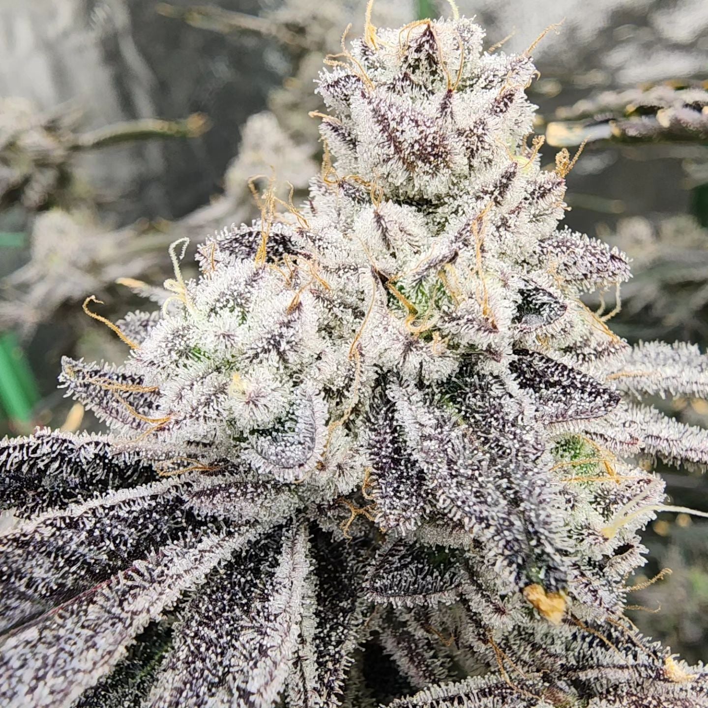 Cookie Milk Fem Seeds