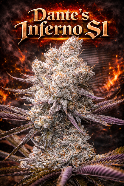 DANTE'S INFERNO S1 SEEDS
