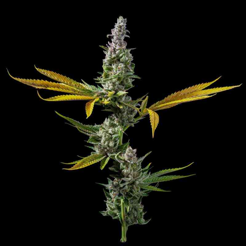 STRAWBERRY BANANA S1 SEEDS DNA GENETICS