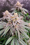 OG KUSH strain by DNA GENETICS  Bag seed from a Grateful Dead show (Chem Dawg) Feminized Cannabis Seeds