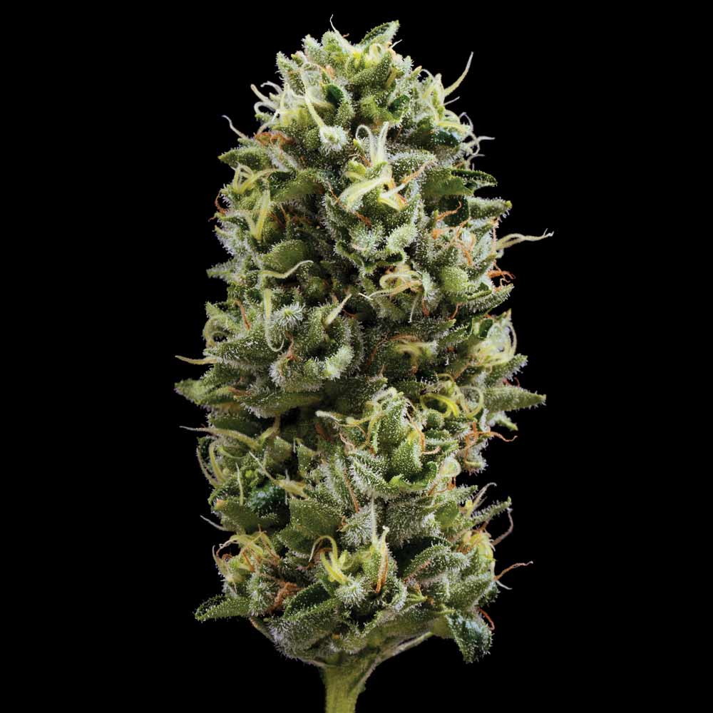Snack Pack from DNA Genetics is a cross between Do-Si-Dos x OG #18 Feminized Cannabis Seeds
