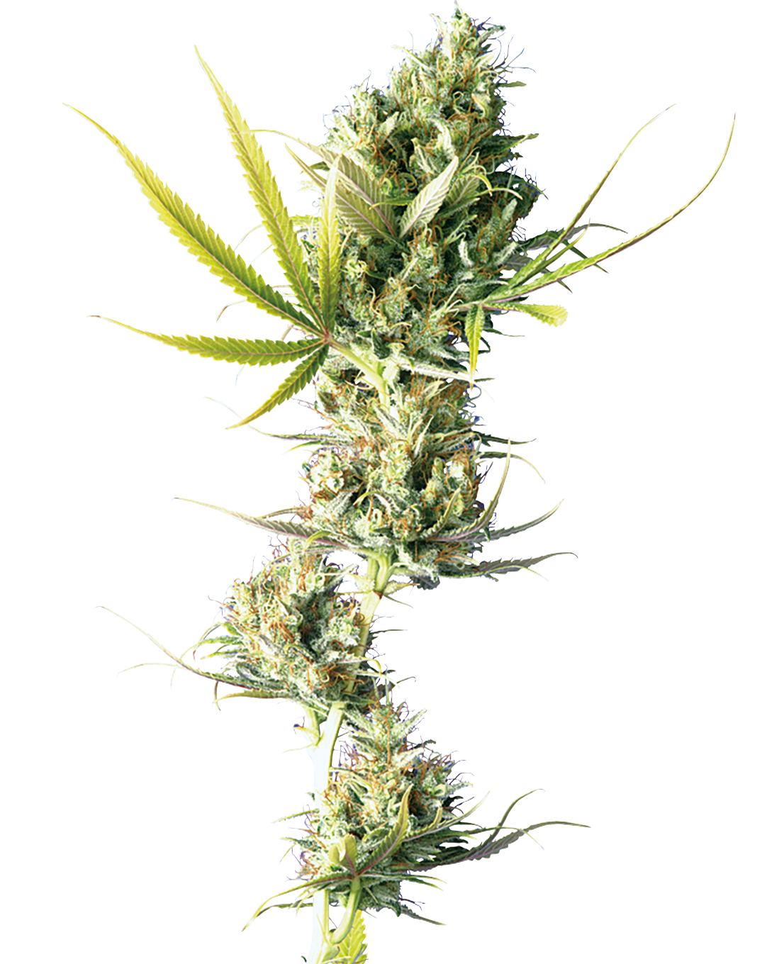 DURBAN POISON FEMINIZED SEEDS SENSI