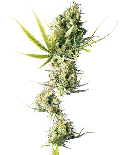 DURBAN POISON FEMINIZED SEEDS SENSI