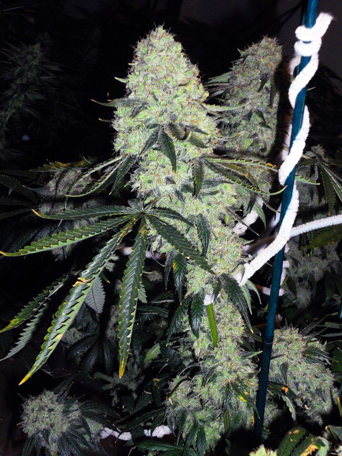 Deadhead OG FEMINIZED CANNABIS SEEDS