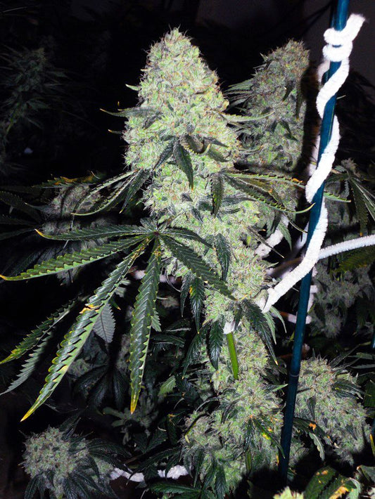 Deadhead OG FEMINIZED CANNABIS SEEDS