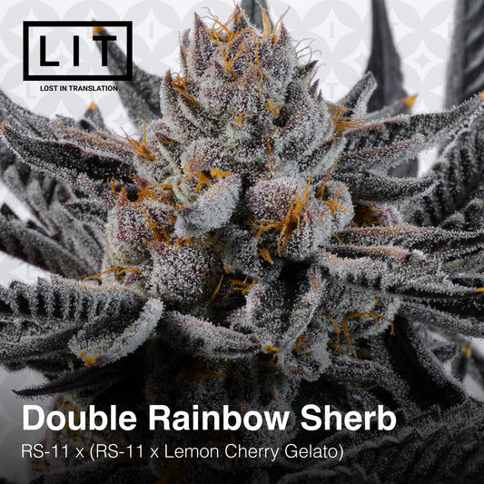 Double Rainbow Sherb Seeds Lit Farms