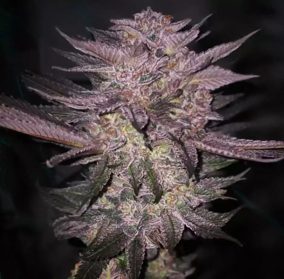 ATOMIC FUEGO R1 FEM