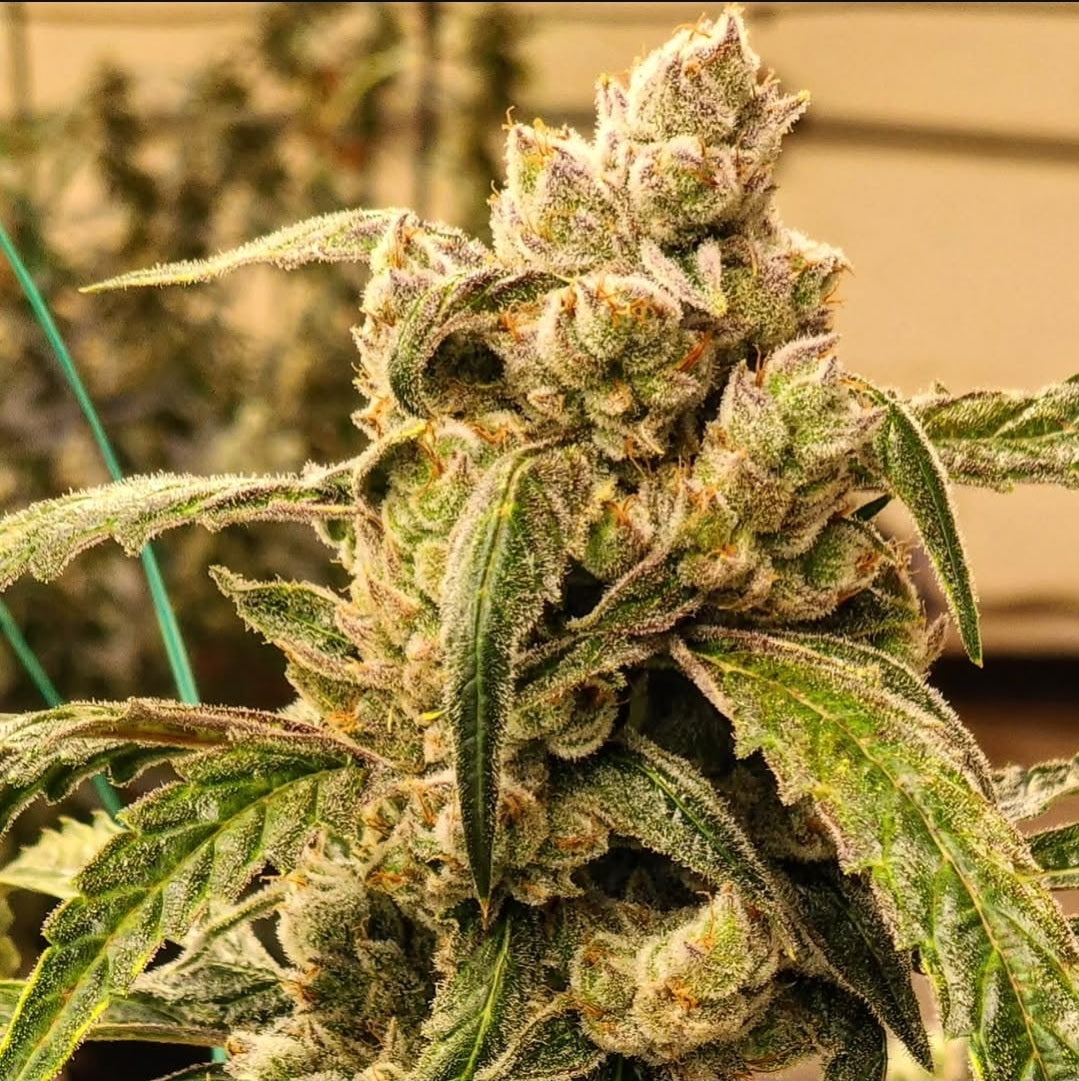 BANANA JEALOUSY IBL AUTO FEM