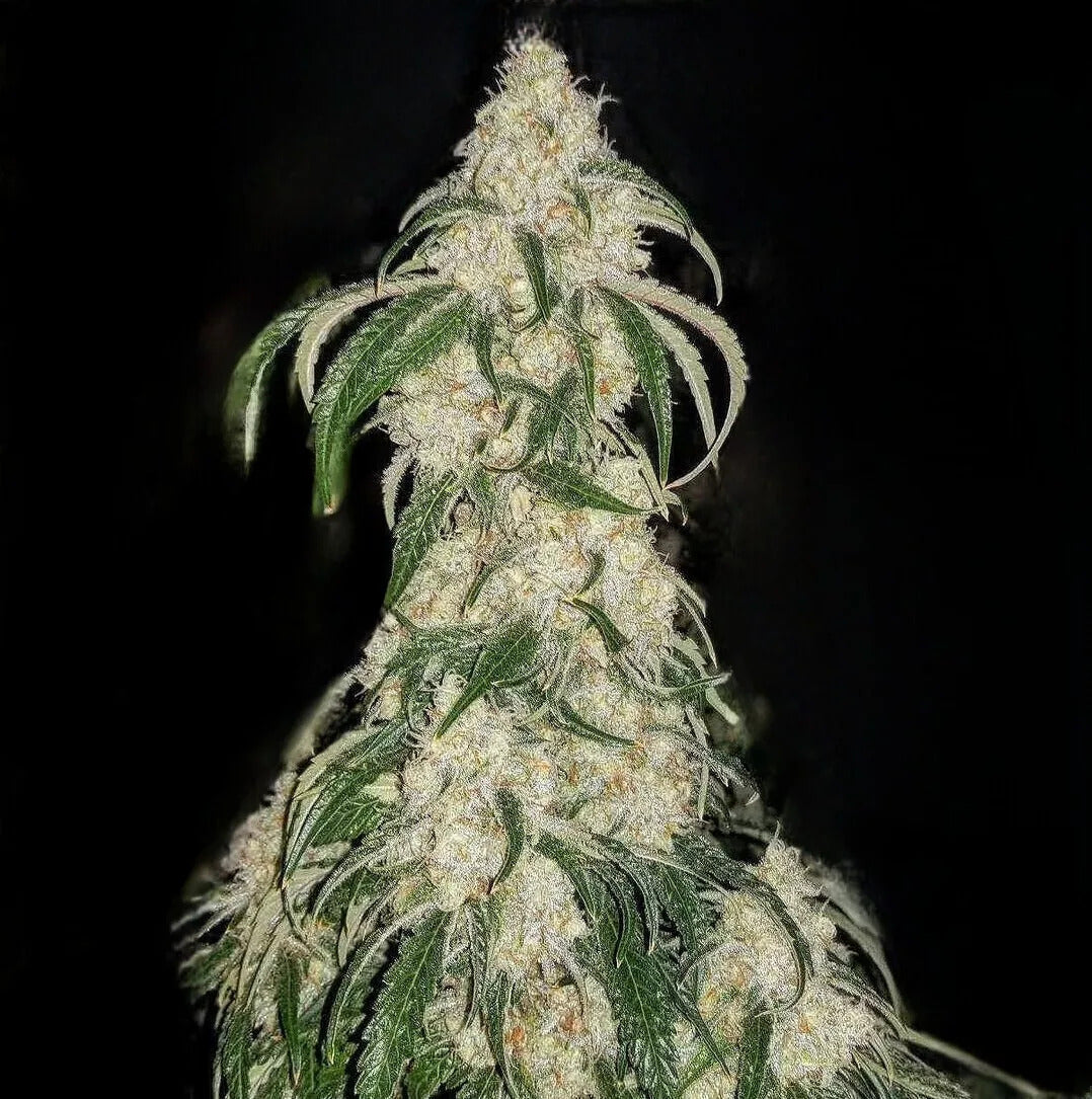 BIG FAT N' FRUITY FEM
