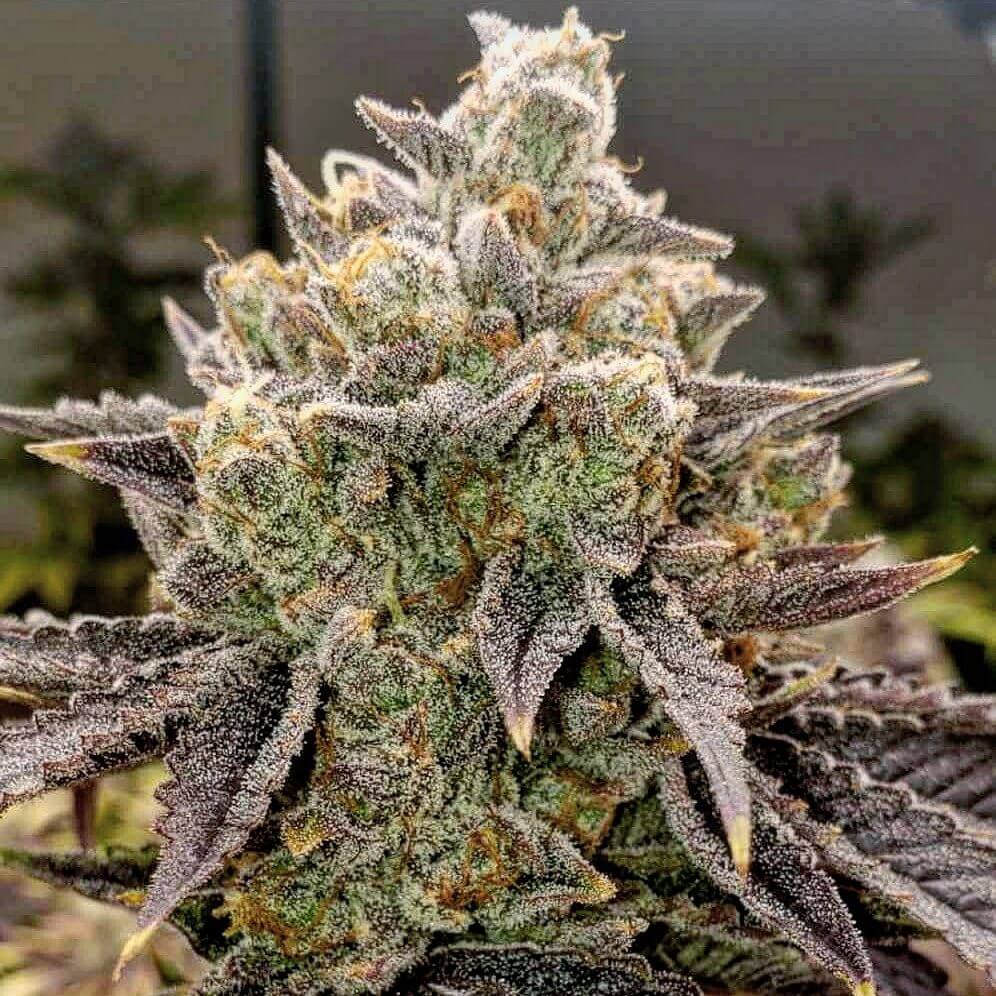 BUBBLE GUMMY AUTO FEM