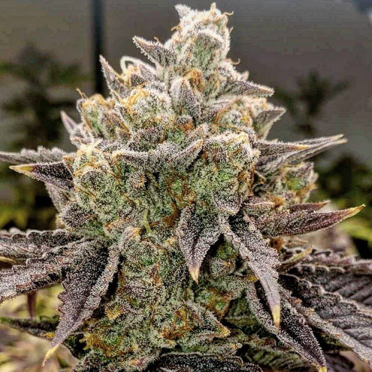 BUBBLE GUMMY AUTO FEM