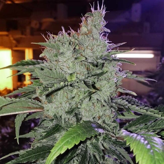 CHEM FUNK R1 FEM
