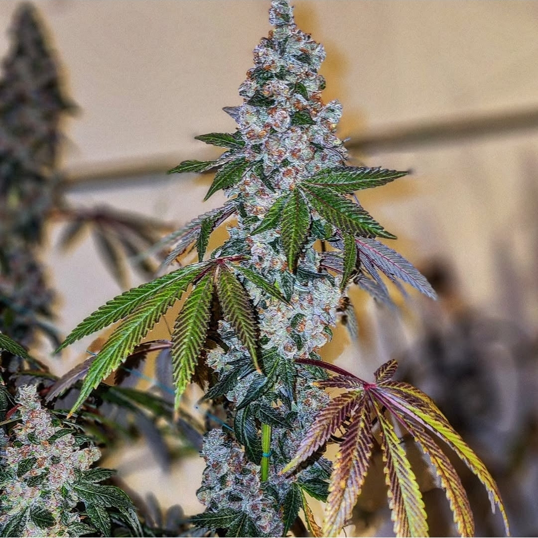 CHERRY PIE OG S1 FEM Ethos Genetics
