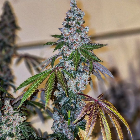 CHERRY PIE OG S1 FEM Ethos Genetics