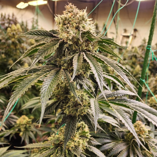 DIRTY BANANA GEN 1 FAST FEM Ethos Genetics