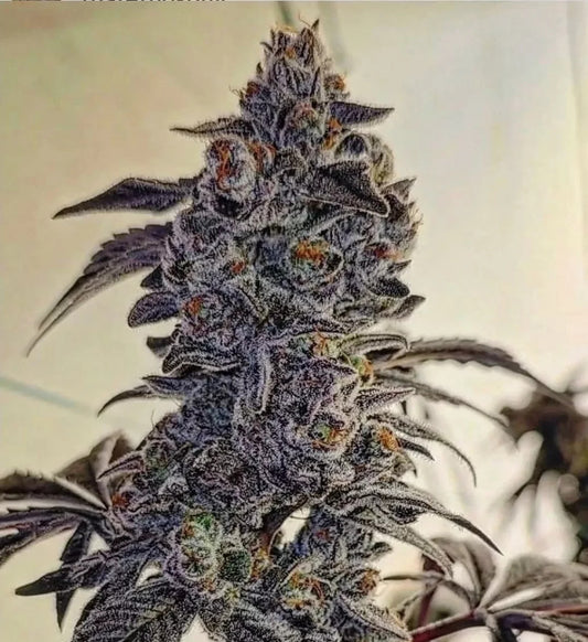 FUEGO'Z R1 FEM Ethos Genetics