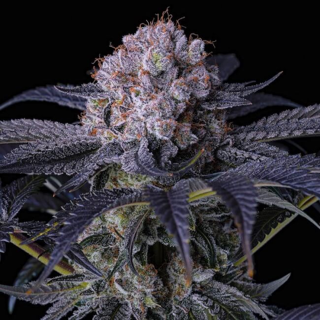 GRAPE BALLS OF FIRE RBX FEM