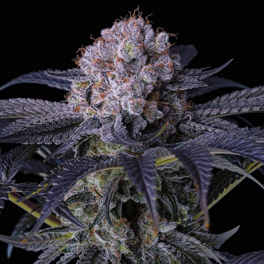 GRAPE BALLS OF FIRE RBX FEM