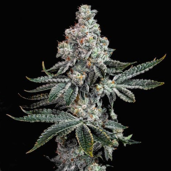 GRANDPA'S COOKIES R2 V1 FEM