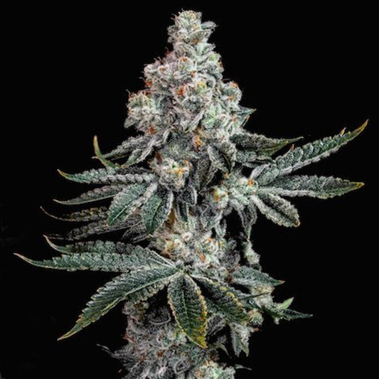 GRANDPA'S COOKIES R2 V1 FEM