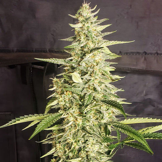 INZANE AUTO FEM