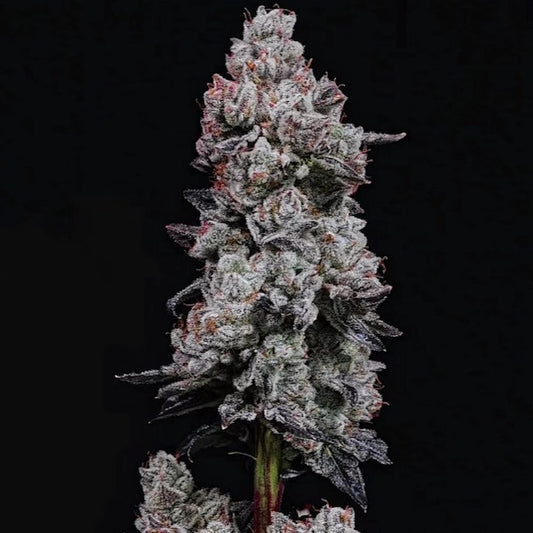 LEMON CHERRY GELATO RF3 AUTO FEM