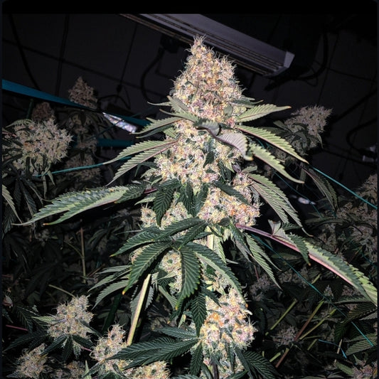 LEMON WHHIP HAZE IBL FEM