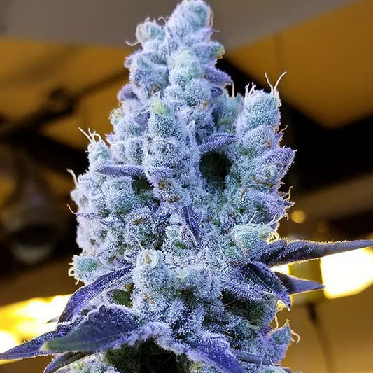 MANDARIN COOKIES V2 FEM