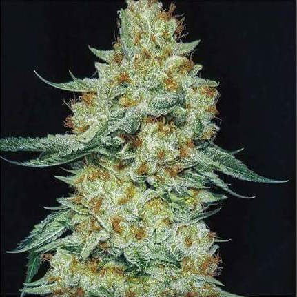 MEMBER BERRY RBX1 FEM