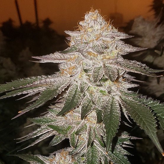 PINA RBX2 AUTO FEM