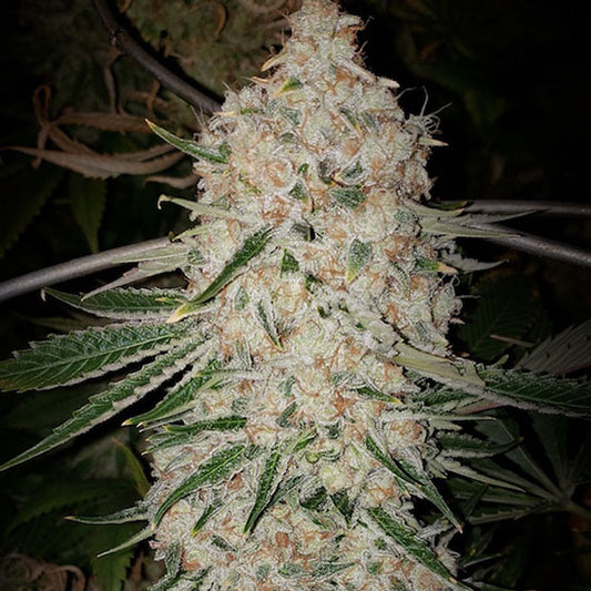 PLUTO CUT RF3 AUTO FEM