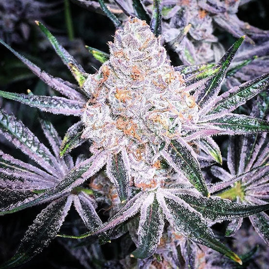 PURPLE SUNSET RBX2 FEM
