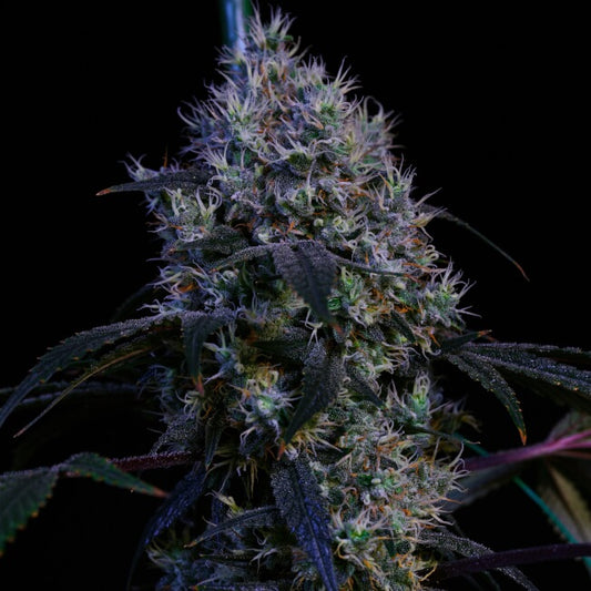 SUPER LEMON HAZE RBX3 FEM