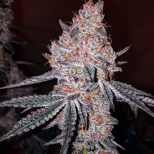 STRAWBERRY COOKIES OG R1 FEM