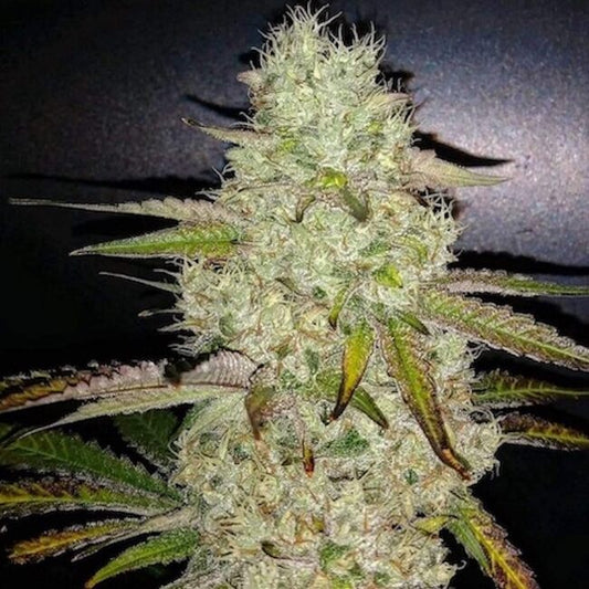 TOASTED R1 FEM
