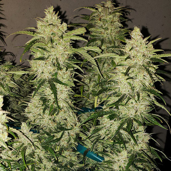 ZWEET RBX2 AUTO FEM