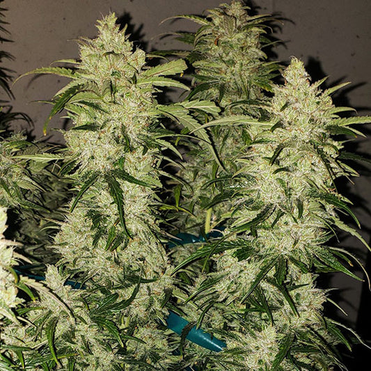 ZWEET RBX2 AUTO FEM