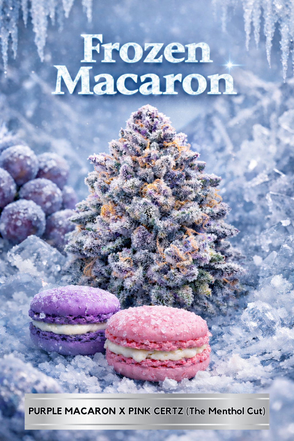 FROZEN MACARON CANNABIS SEEDS