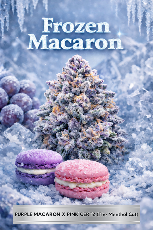 FROZEN MACARON CANNABIS SEEDS