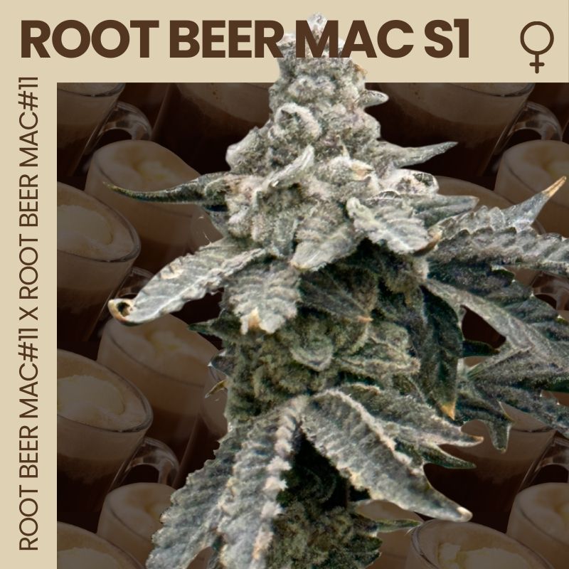 Root Berr Mac S1 Mosca Seeds