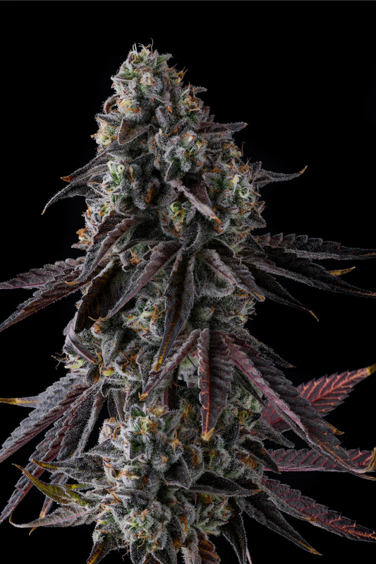 Fruit Riot Strain Seeds Compound Genetics