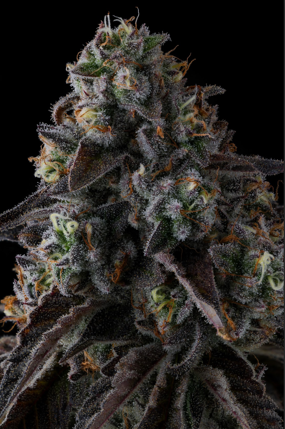 FRUIT RIOT (FEM)
