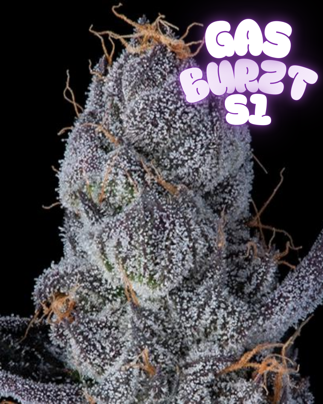 GAS BURZT S1 SEEDS