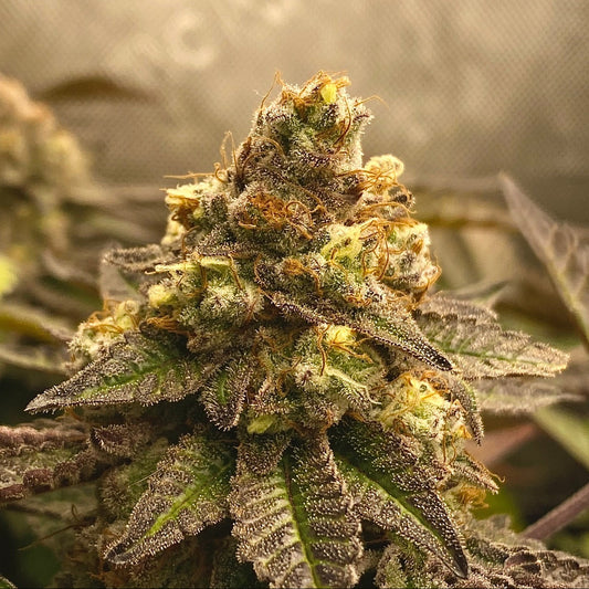 GORILLA ZKITTLEZ FEMINIZED SEEDS