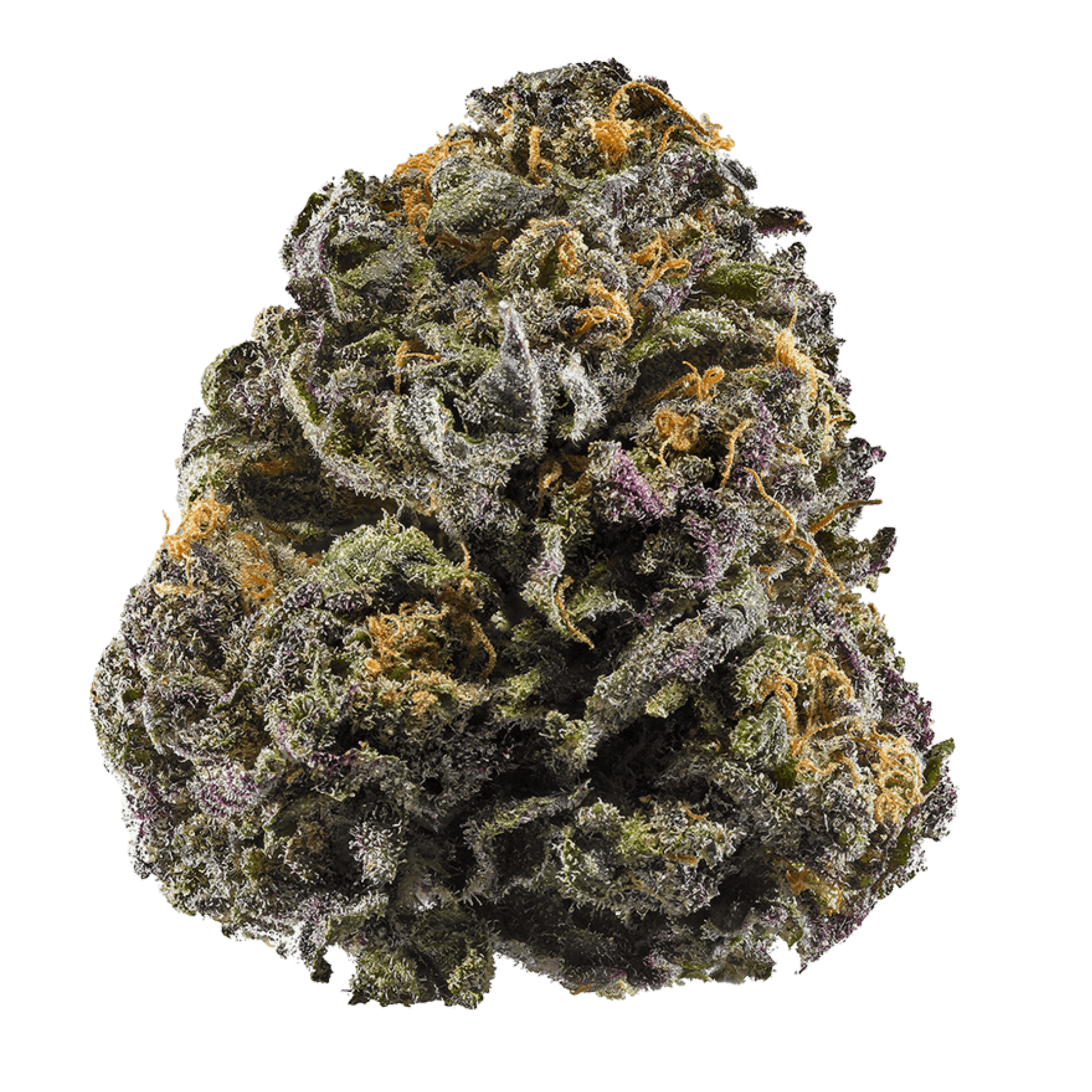 Grandaddy Purple, (AKA: GDP, Grandaddy Purple) Purple Urkle x Big Bud, Feminized Cannabis Seeds