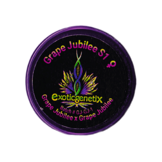 GRAPE JUBILEE S1 Grape Jubilee x Grape Jubilee Exotic Genetix