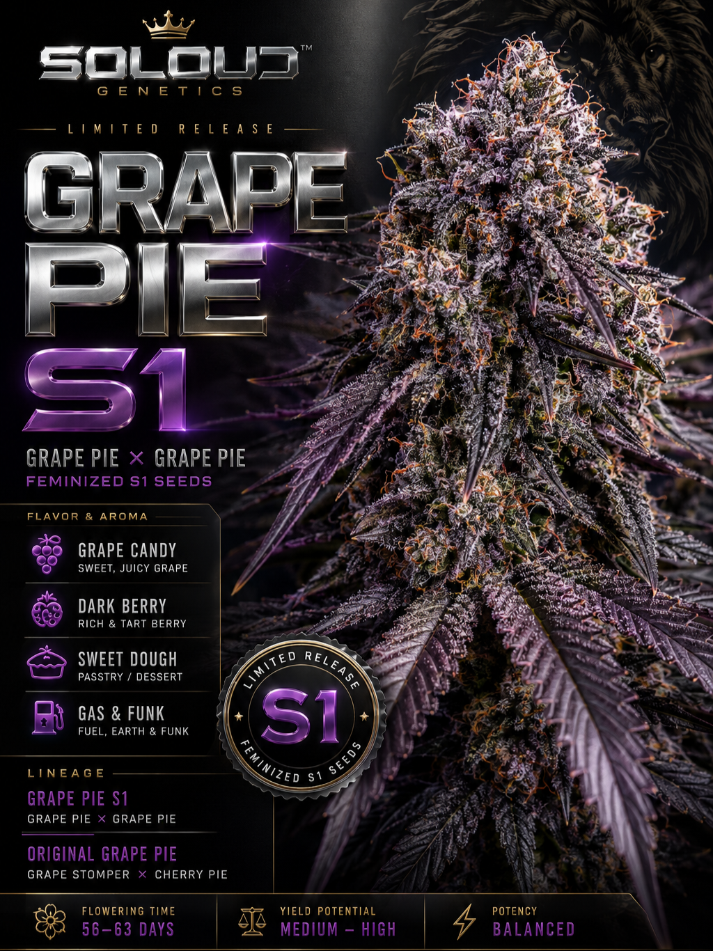Grape Pie S1 Seeds by SoLoud Genetics